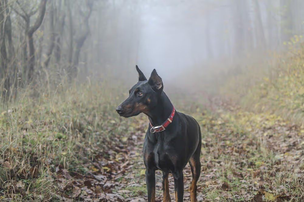 16 Razas de Perros Delgados que debes conocer 3 Doberman pinscher en el bosque