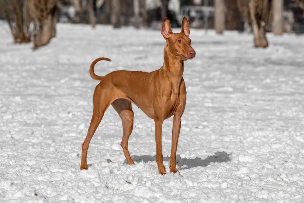 16 Razas de Perros Delgados que debes conocer 14 Galgo faraón parado en la nieve