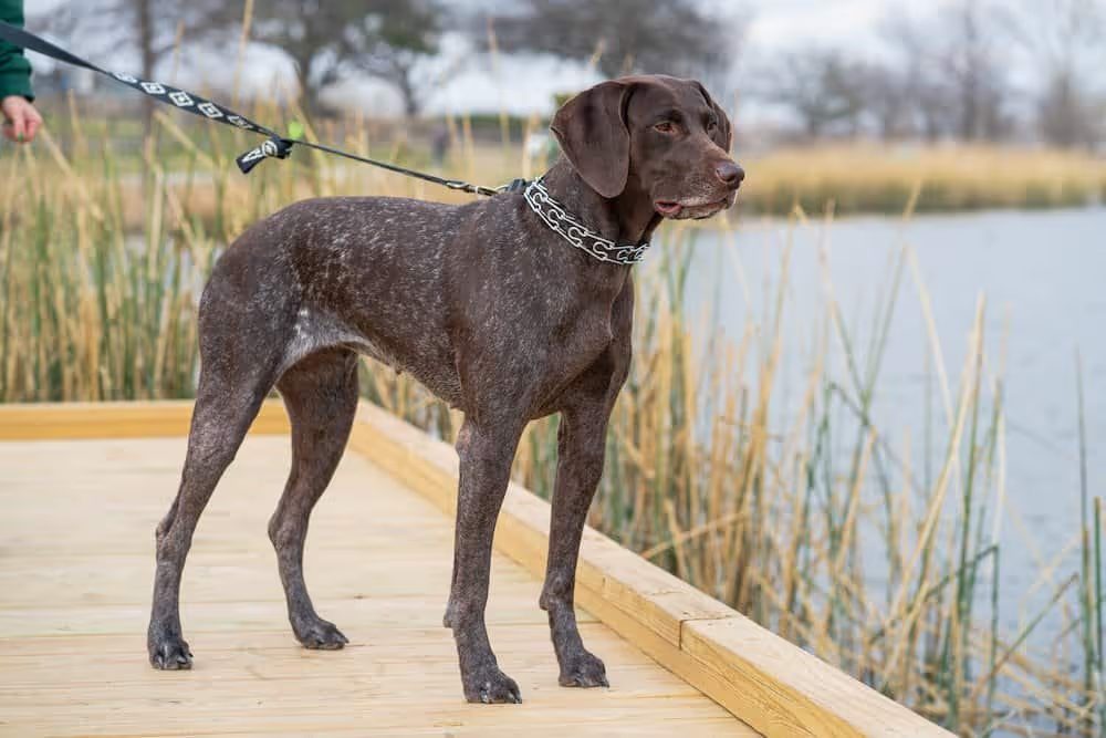 16 Razas de Perros Delgados que debes conocer 8 Pointer alemán de pelo corto con correa