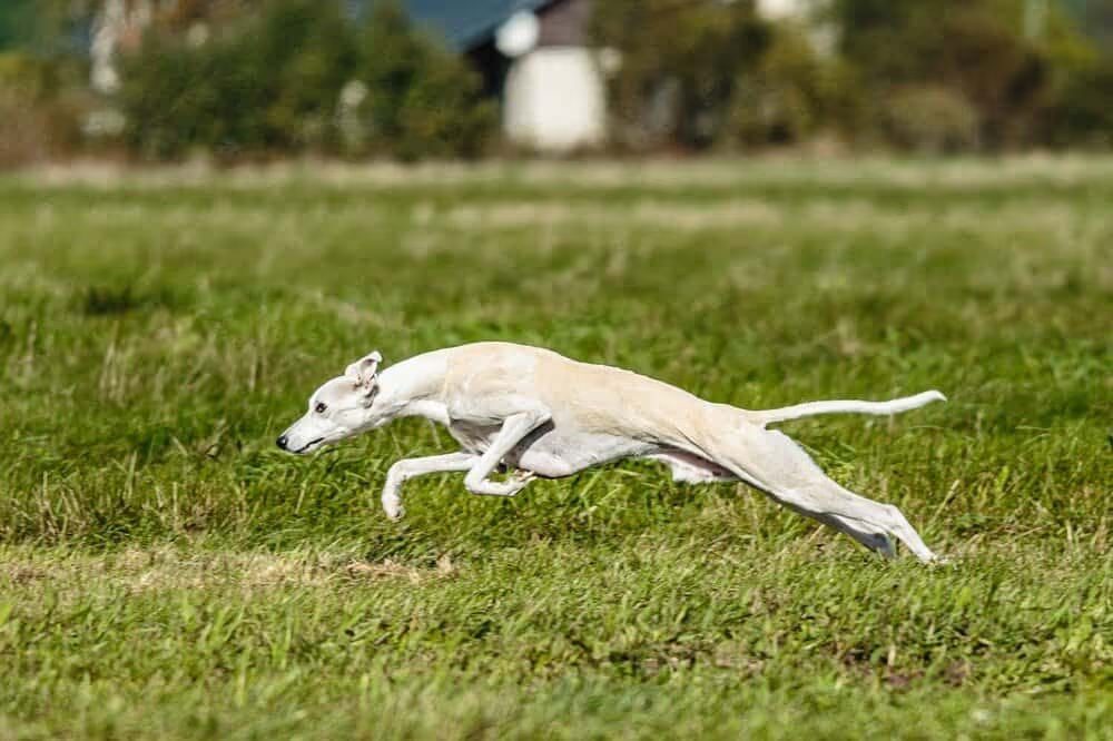 16 Razas de Perros Delgados que debes conocer 4 Whippet blanco corriendo por el césped.