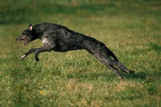 16 Razas de Perros Delgados que debes conocer 16 Deerhound escocés saltando sobre césped