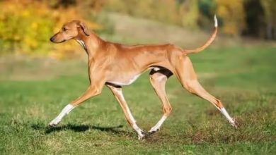 67d1b2aa148026b77e914406 67bb74e2b44cd3c5551cd59e elegant azawakh dog jogging