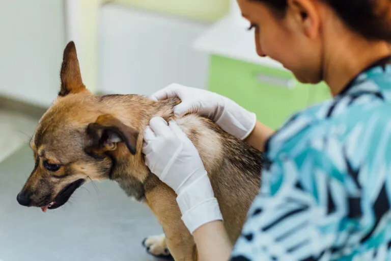 Absceso en Perros: Guía Completa de Causas y Tratamiento 1 Abscesos en perros