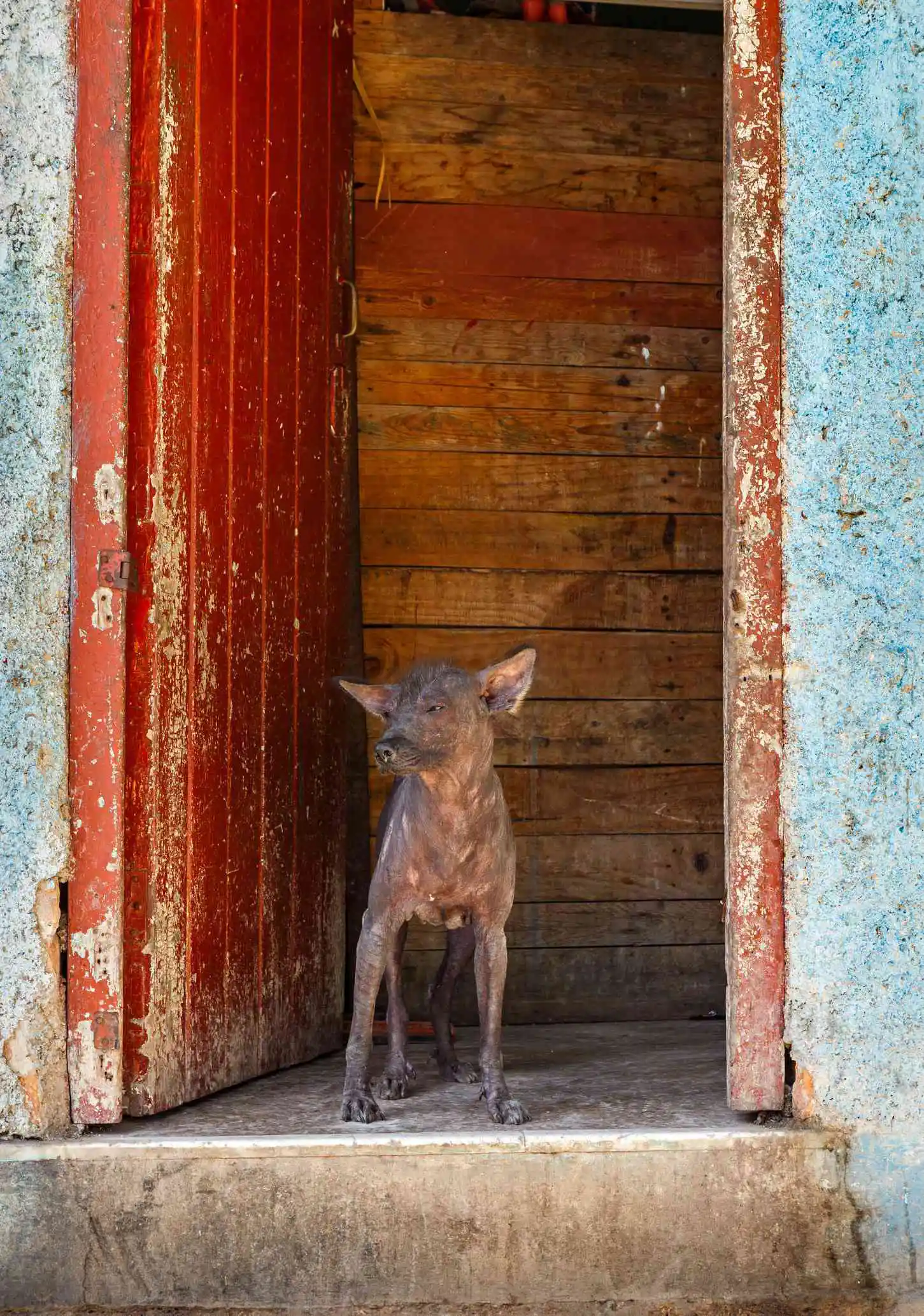 Terrier de arena abisinio