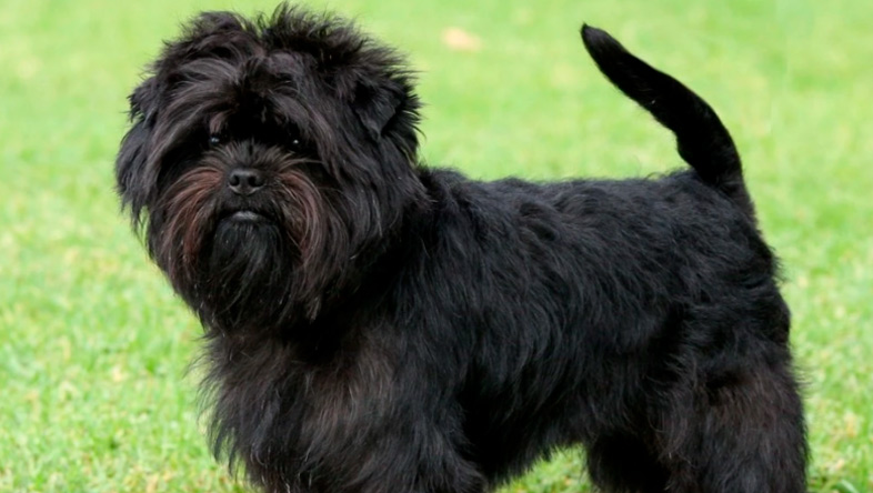Perros Peludos: Affenpinscher