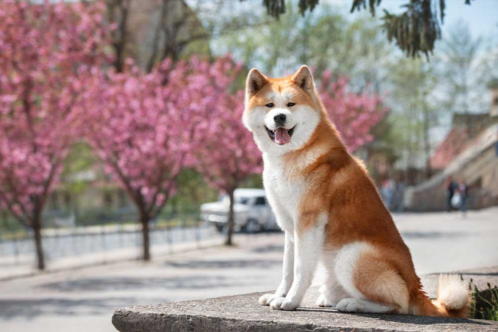 Akita Inu
