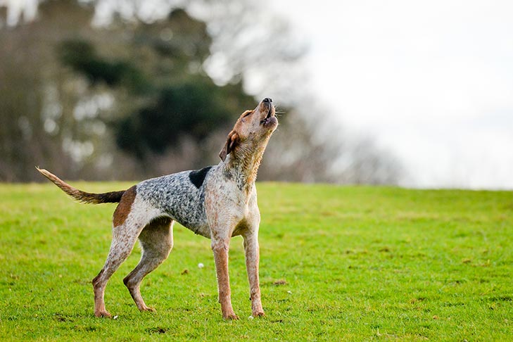 American English Coonhound aullando en un campo.