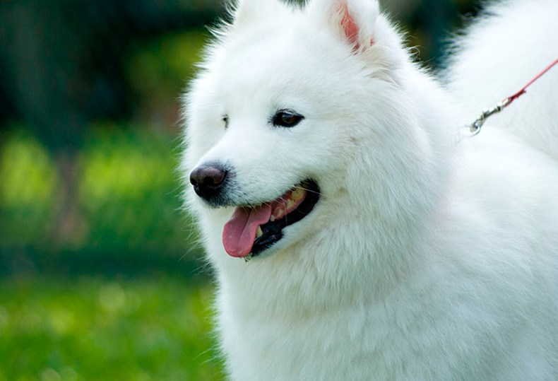Perros Peludos: American Eskimo