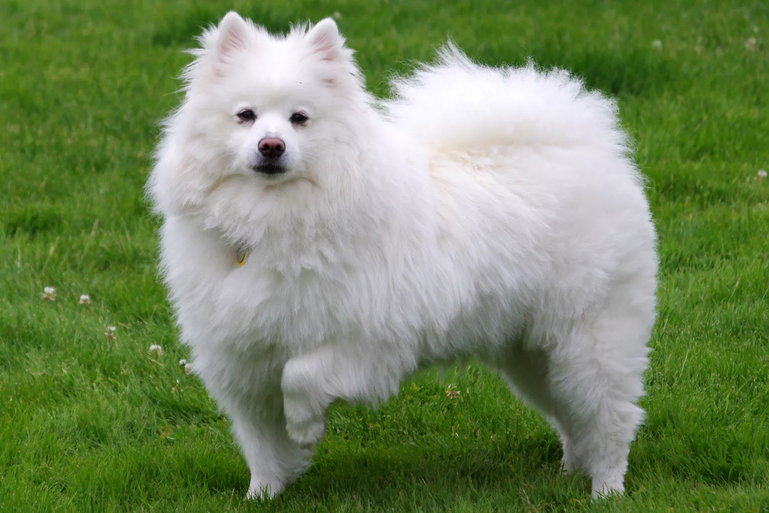 Perfil lateral de pie de un Spitz Alemán Americano