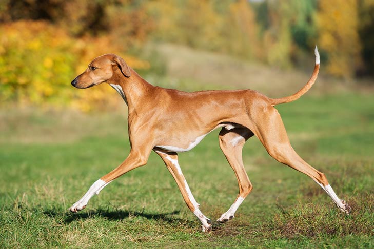 Azawakh corriendo en la hierba.
