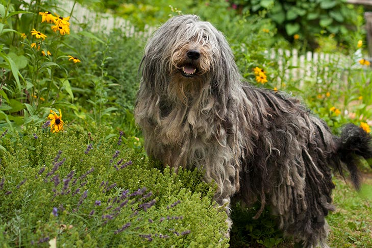 Bergamasco de pie en el jardín.