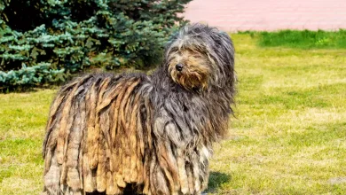 BergamascoshepherdGettyvolofin 341a711e1b0845aa988ad3421bd6c333