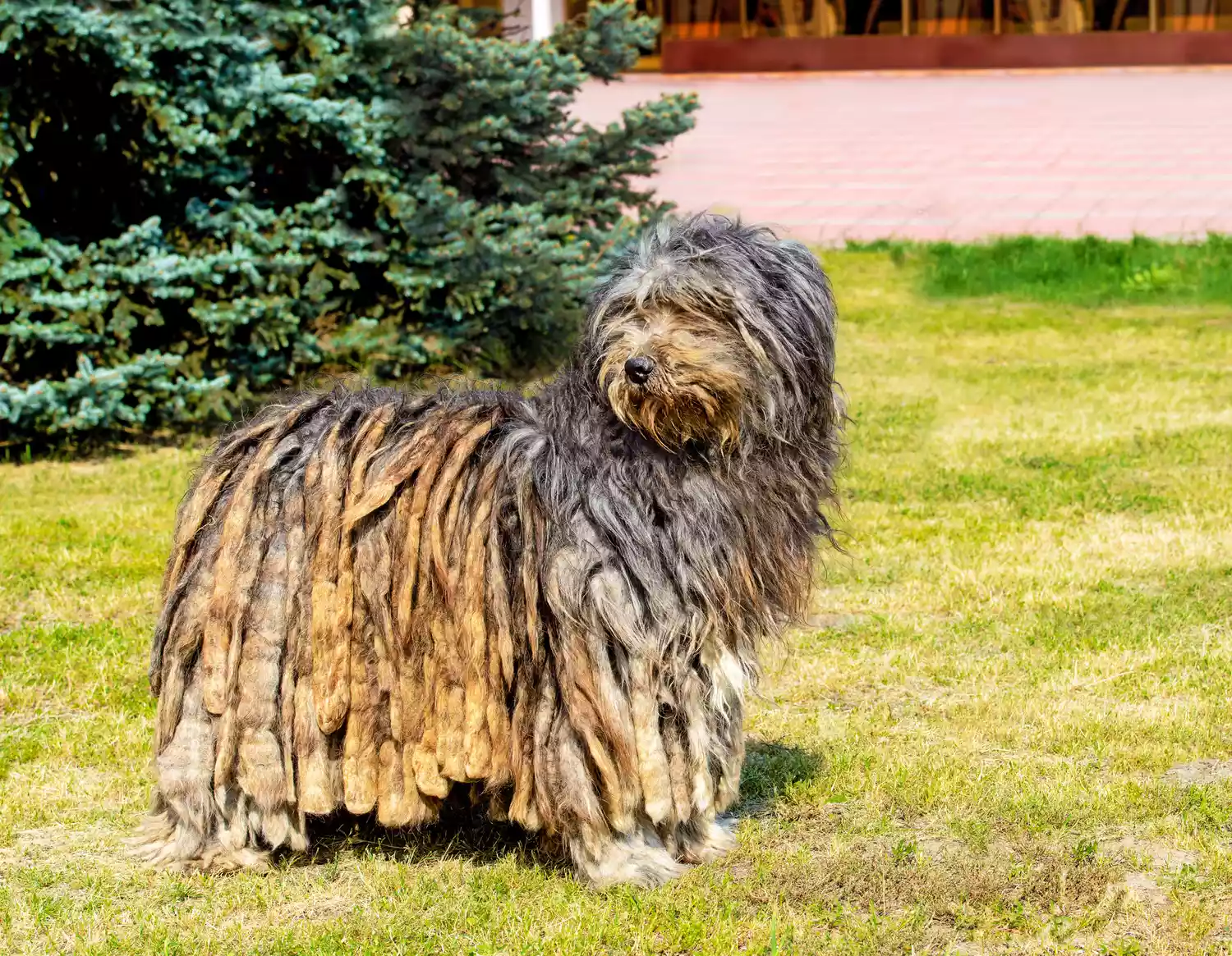 Pastor bergamasco parado sobre un césped