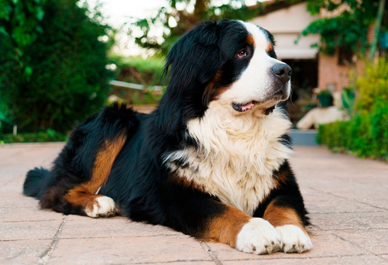 Perros Peludos: Bernés de la Montaña