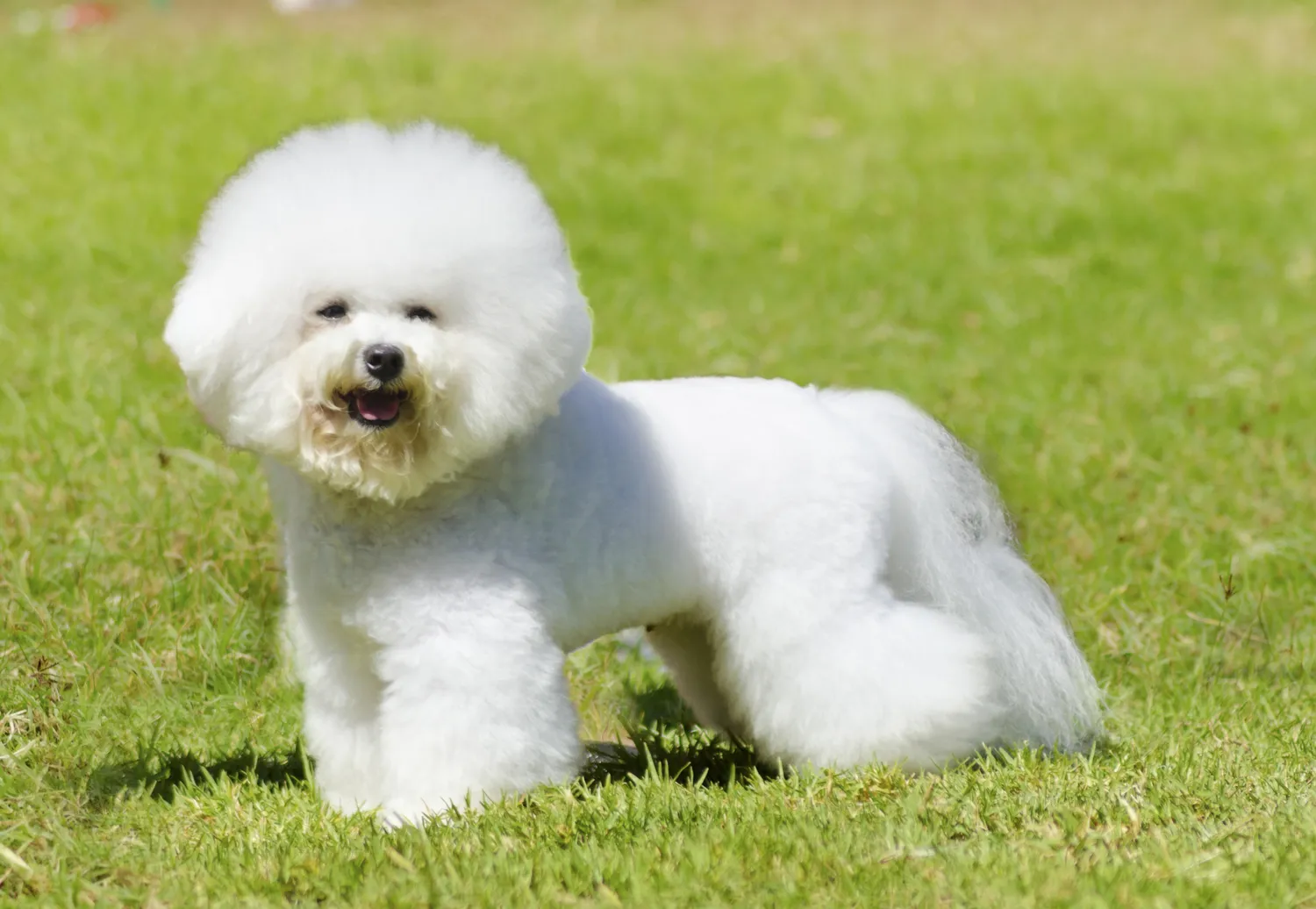 Bichón Frisé parado sobre la hierba