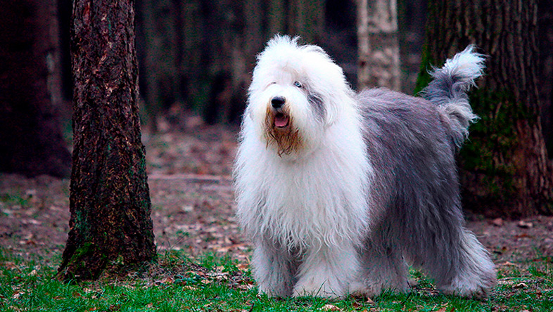 Perros Peludos: Bobtail