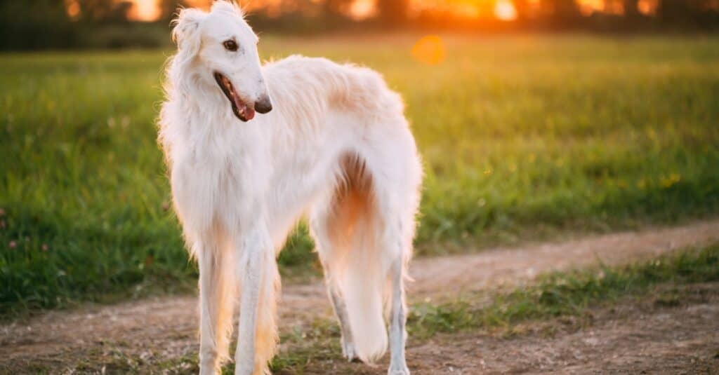 Perros más altos: Borzoi