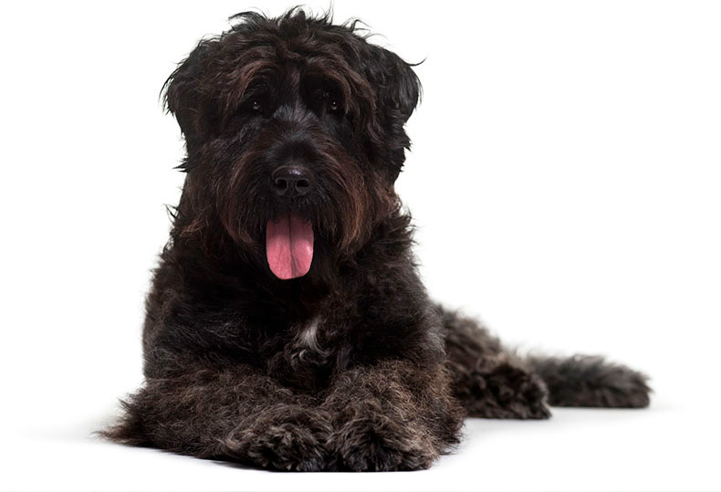 Perros Peludos: Bouvier Des Flandres