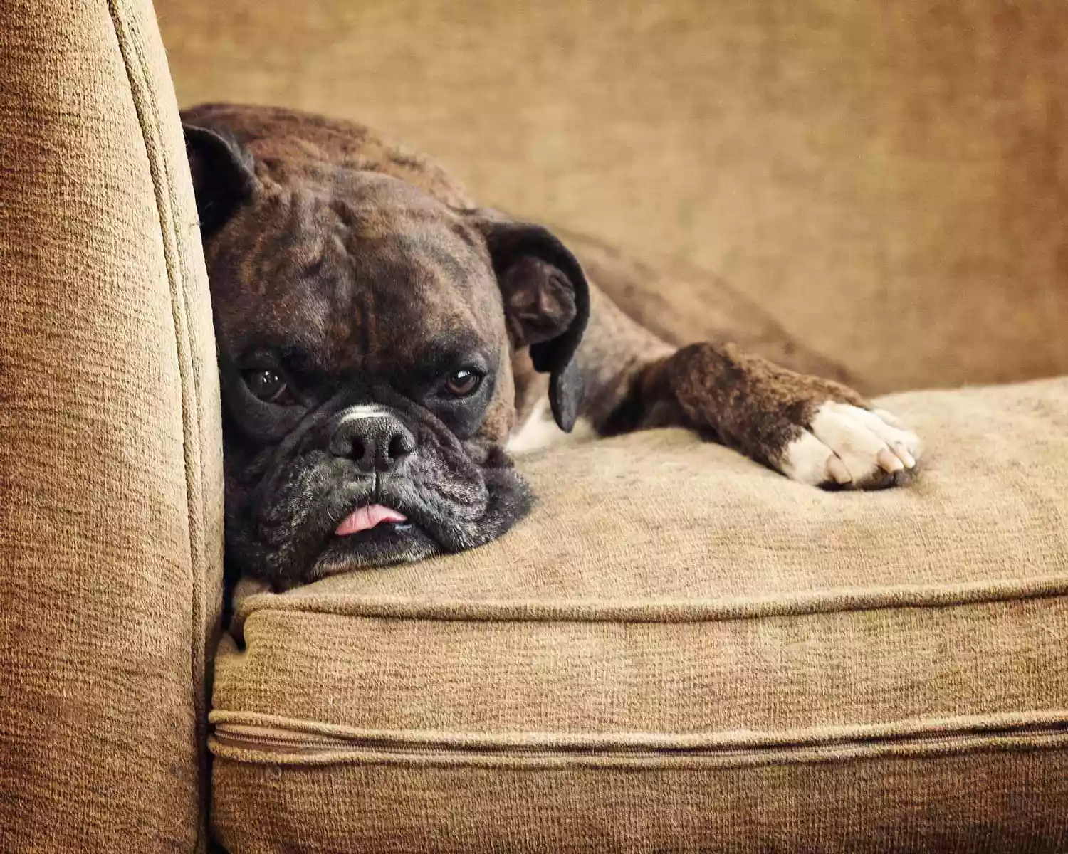 Boxer atigrado acostado en un sofá
