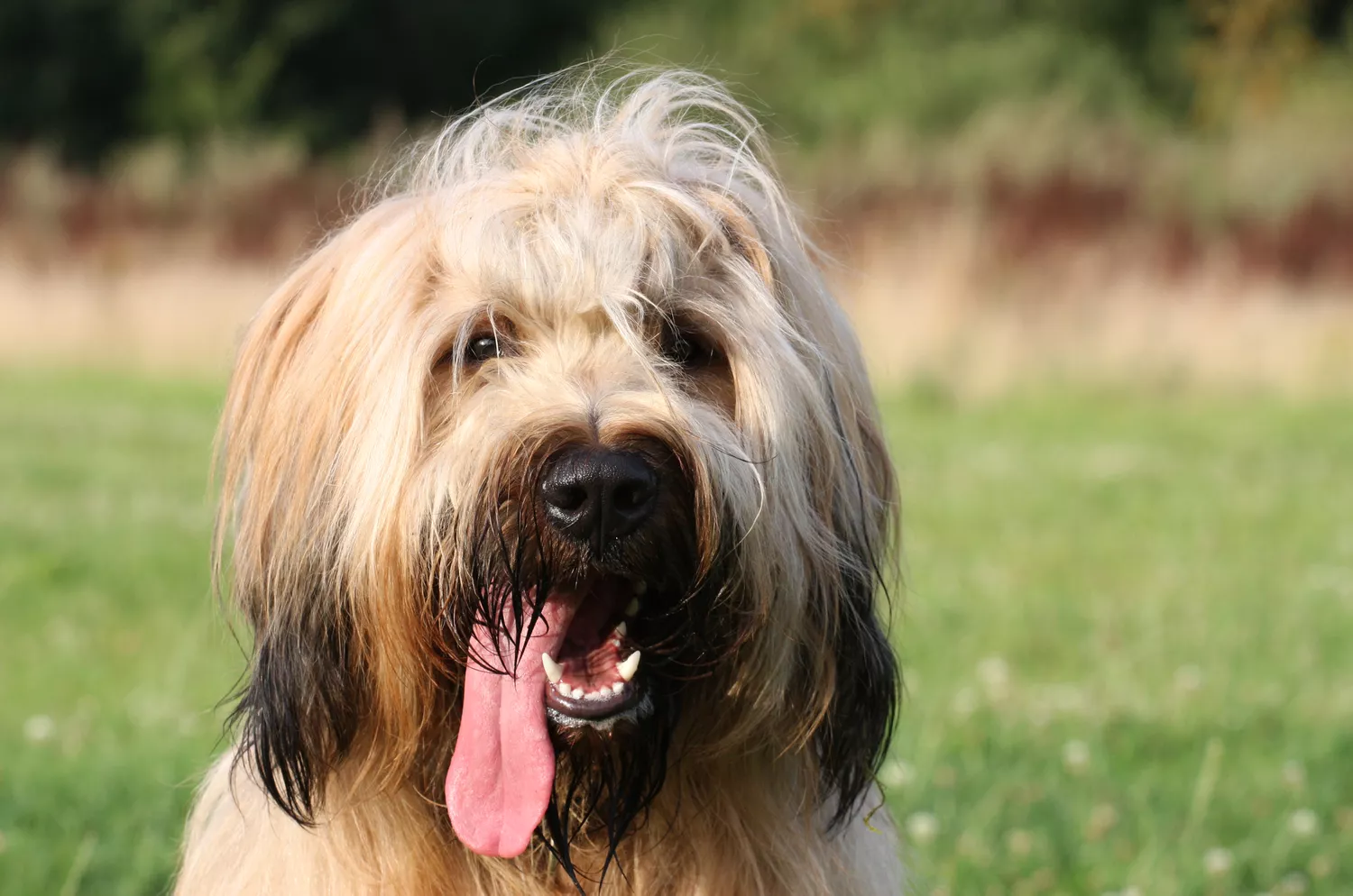 Primer plano de Briard con lengua afuera sobre fondo borroso de campo