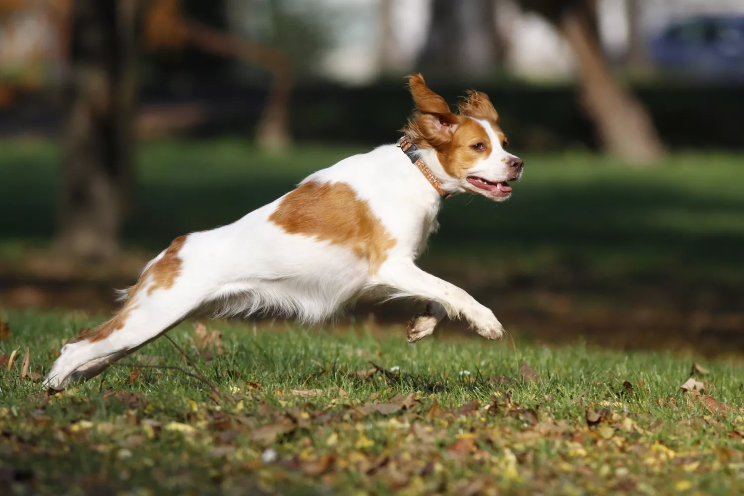 Foto de Brittany Spaniel corriendo
