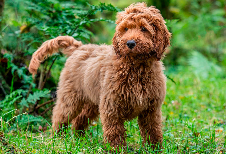 Perros Peludos: Cockapoo