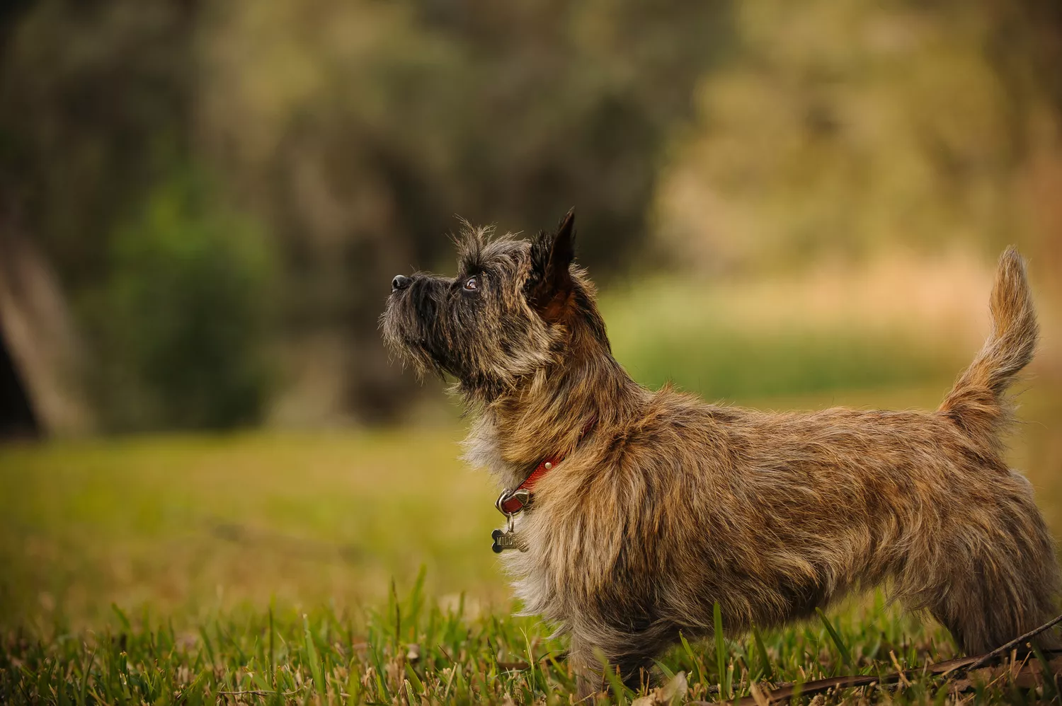 Cairn terrier parado sobre césped