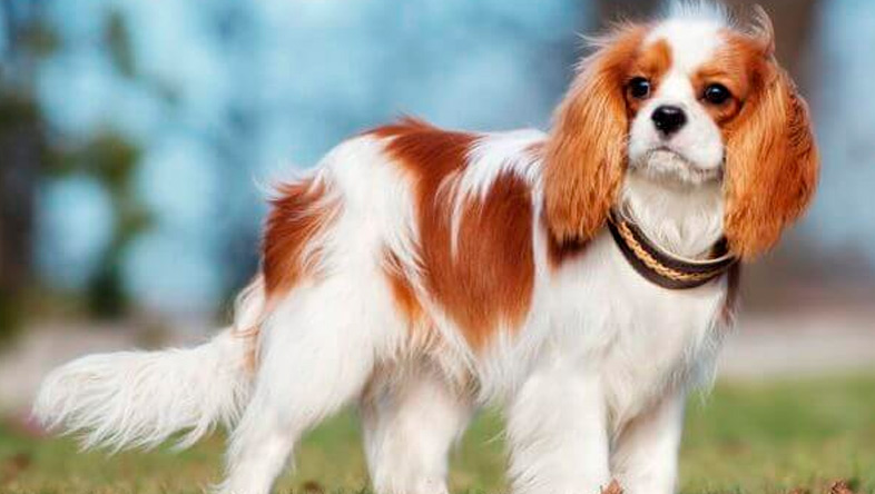 Perros Peludos: Cavalier King Charles Spaniel