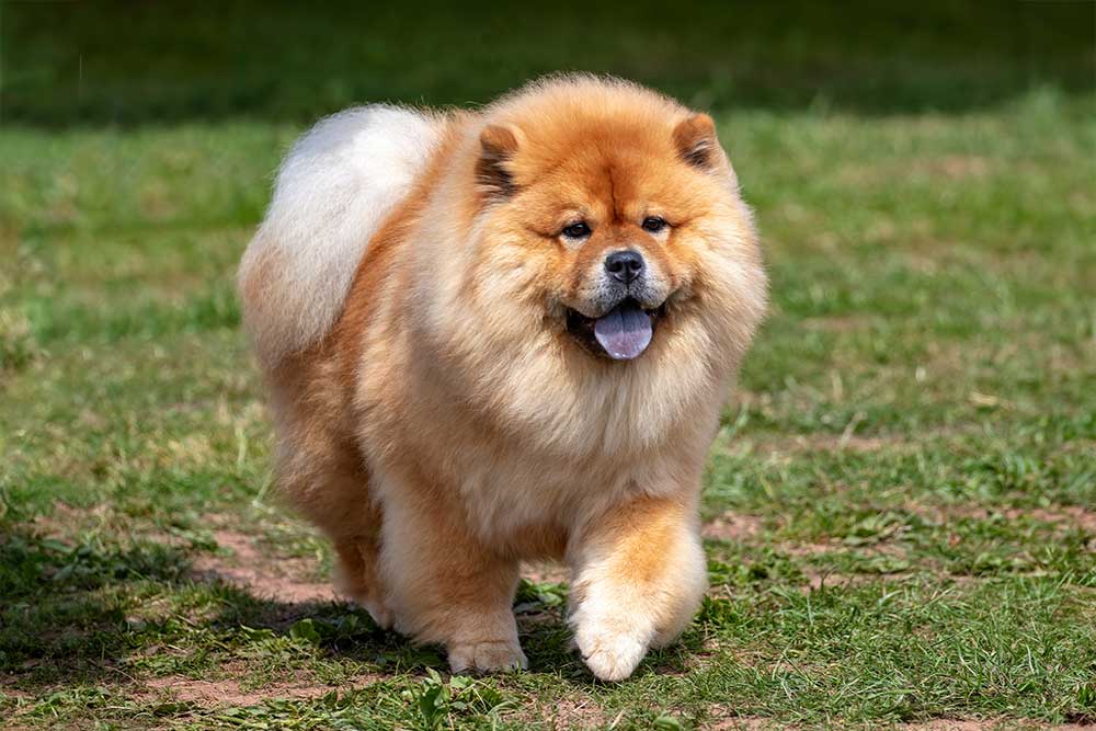 Chow Chow