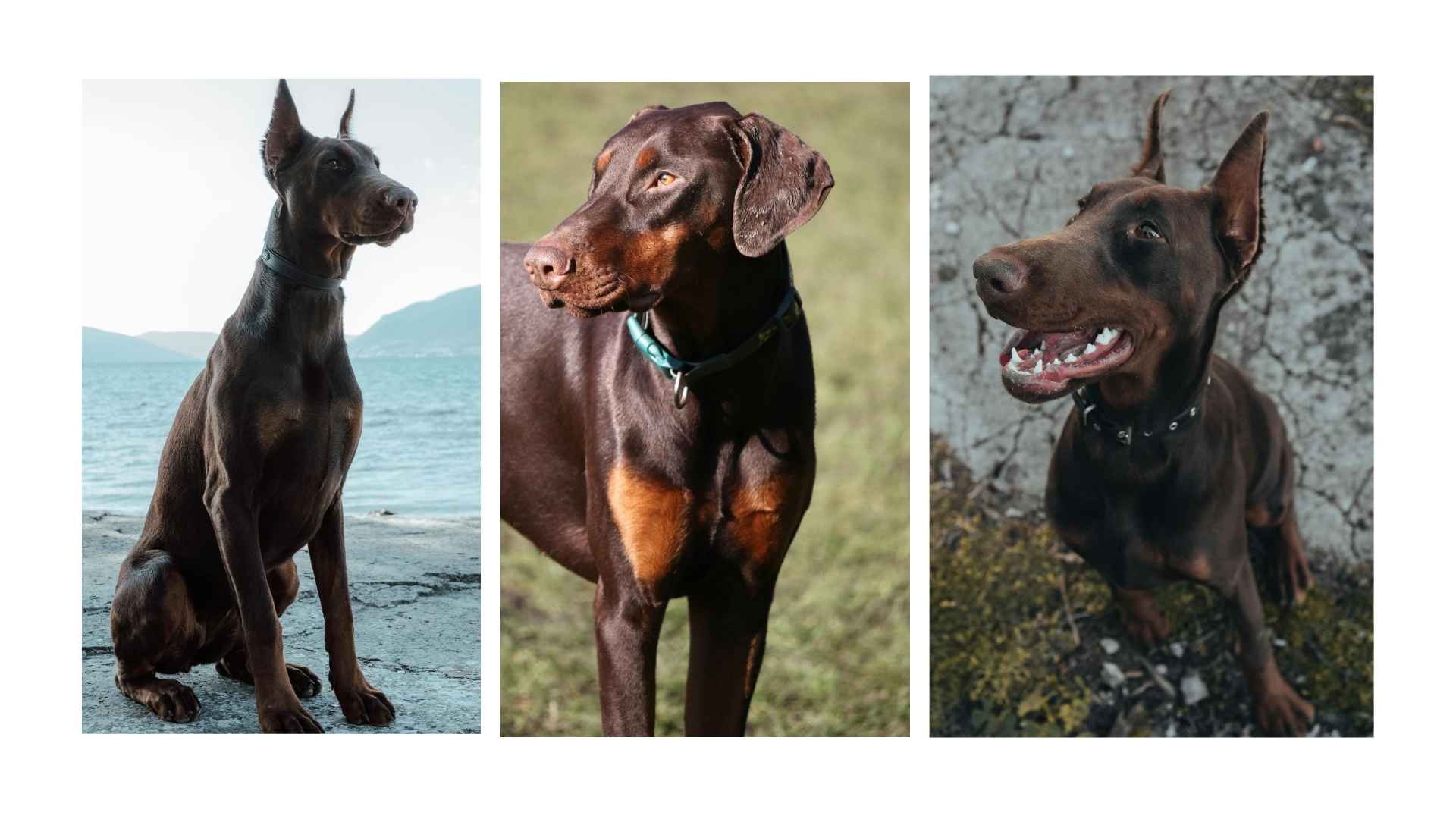 Doberman