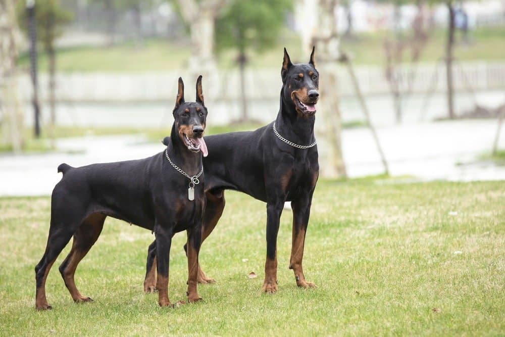 Pareja de Pinscher Doberman