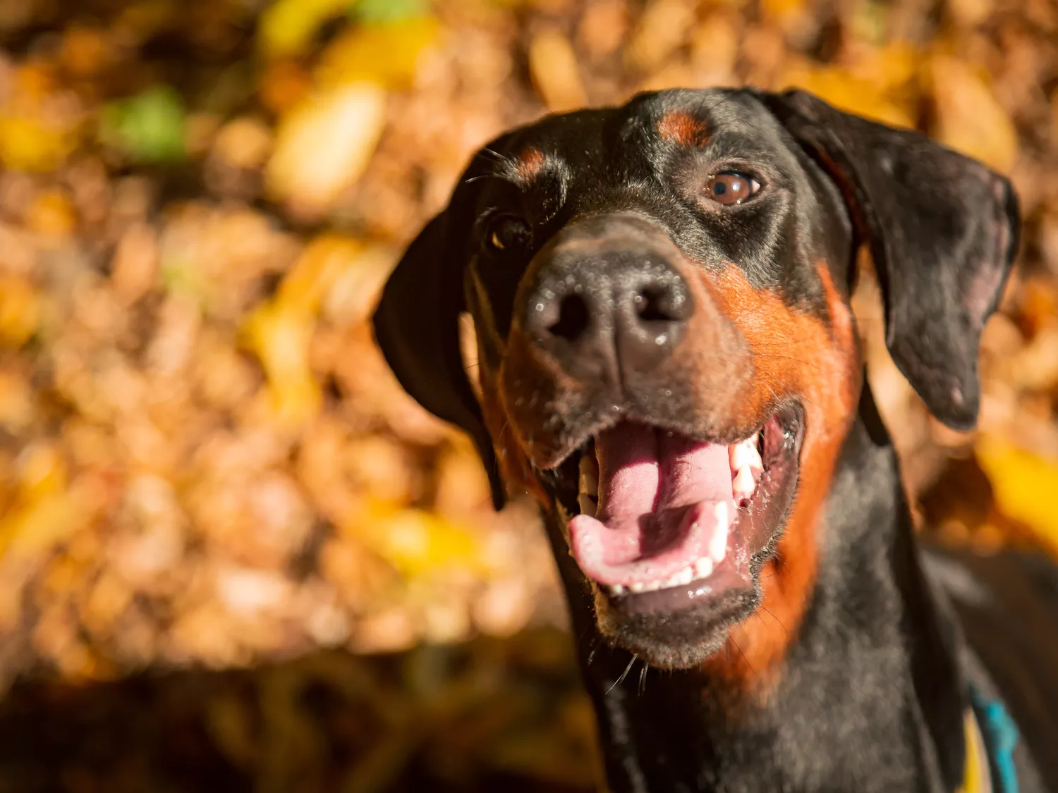 Retrato de un doberman con hojas de otoño de fondo