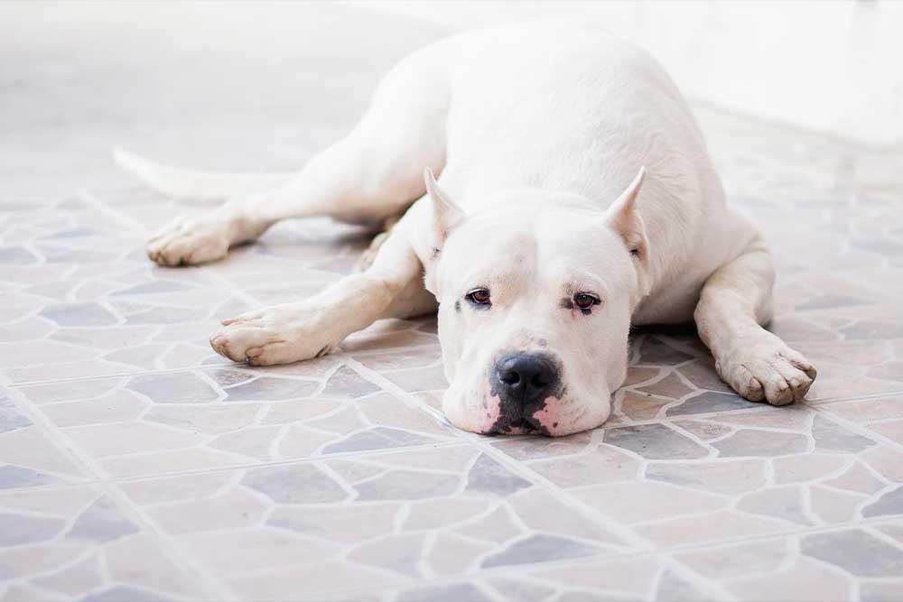 Dogo Argentino