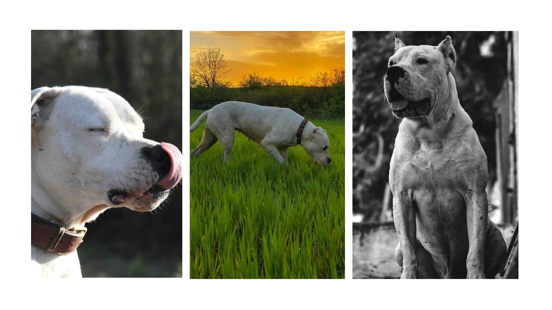 Dogo argentino