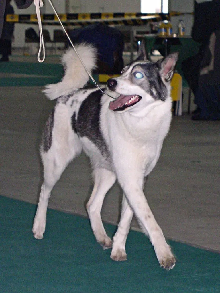 Perro Laika caminando con correa