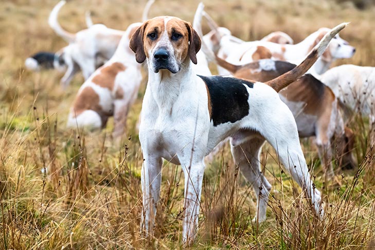 Foxhound Inglés de pie en un campo con una manada.