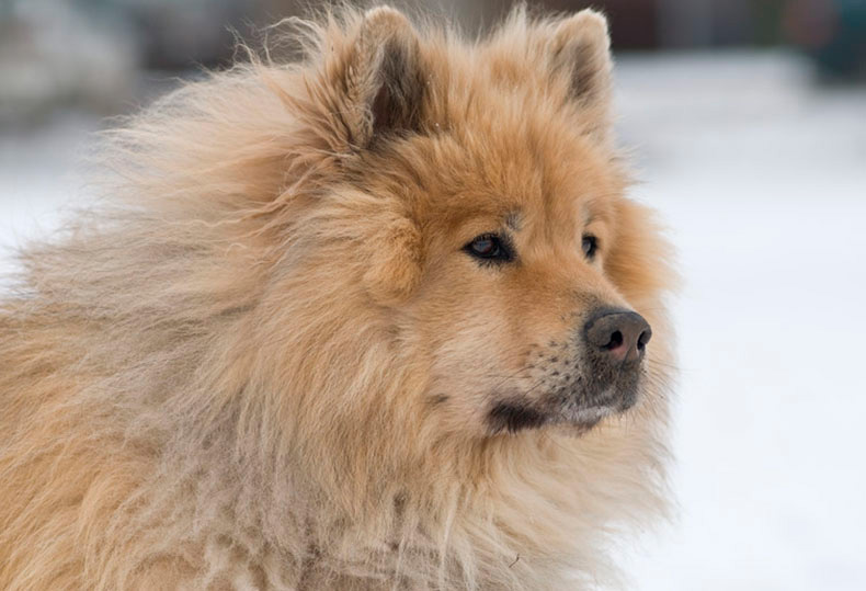 Perros Peludos: Eurasier