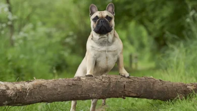 FrenchBulldogGettyKurtPas 2e8d37787f4043569a1639f23bf1b493