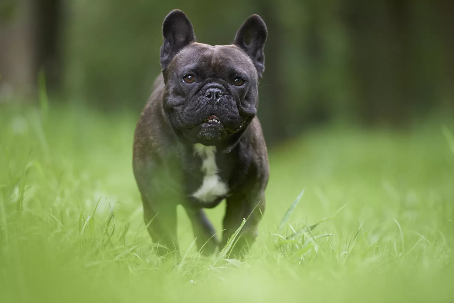 Bulldog francés caminando por el césped