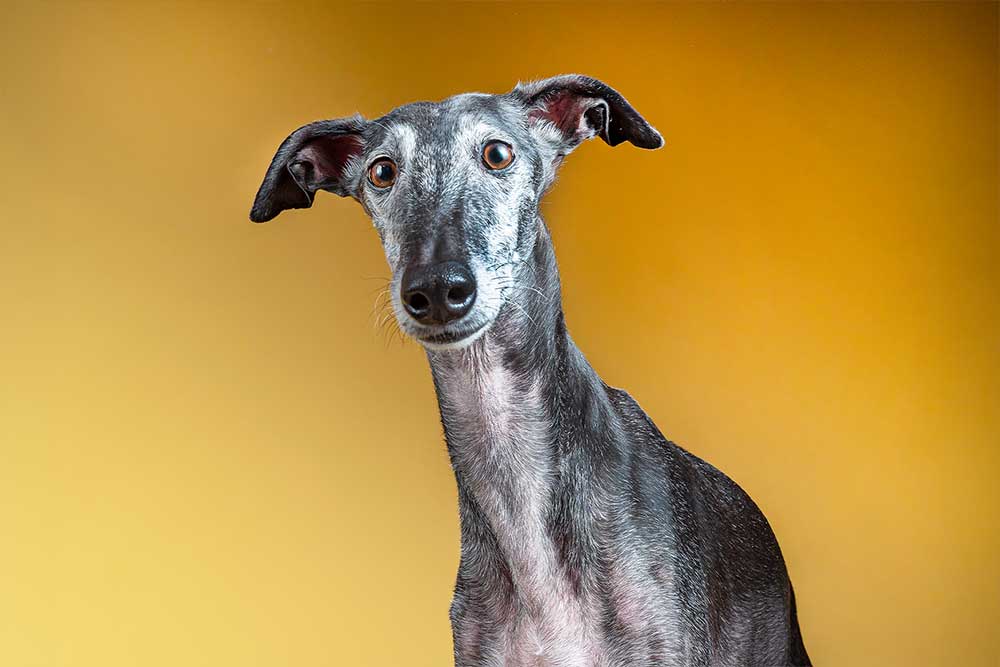 Galgo Español