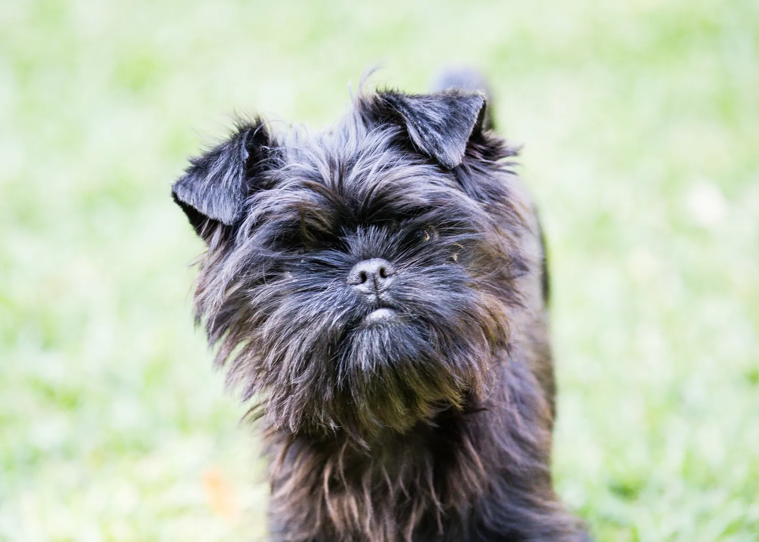 Retrato de un perro Affenpinscher en la hierba.