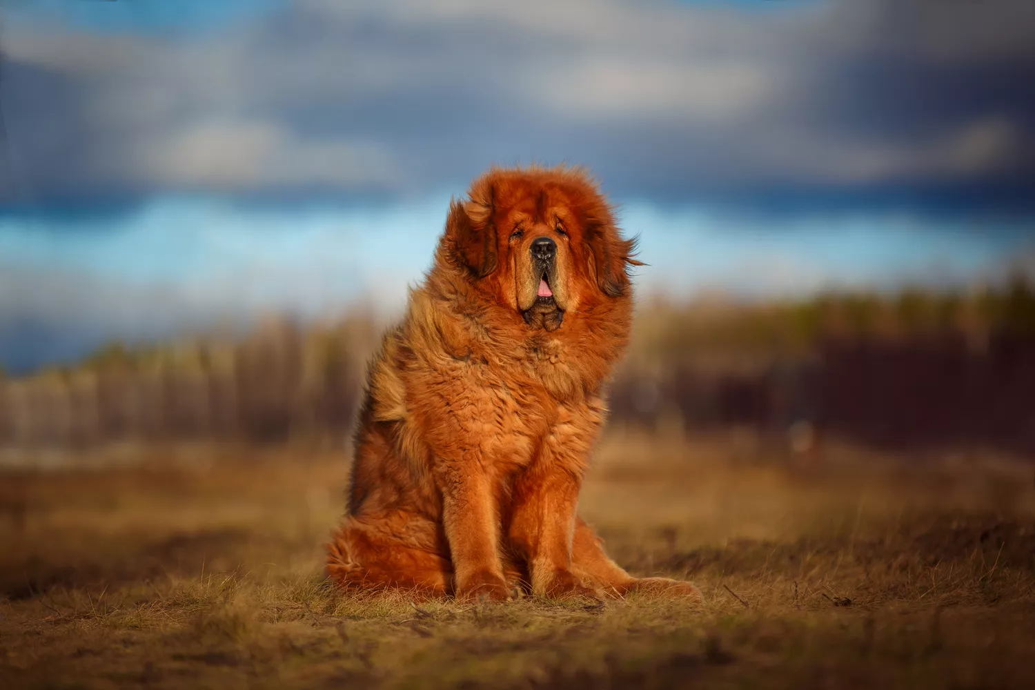 Mastín tibetano rojo dorado