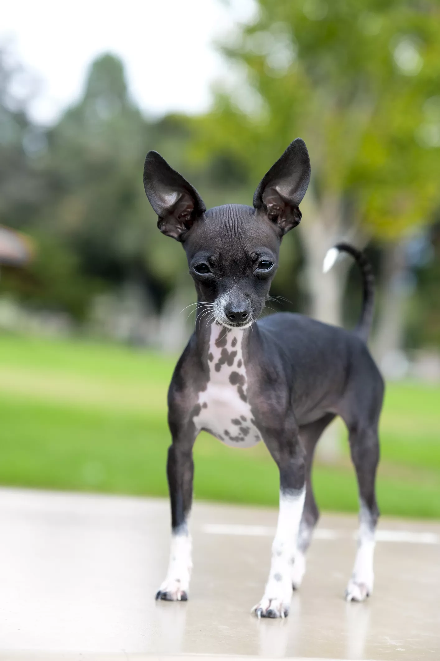 Cachorro de chihuahua sin pelo