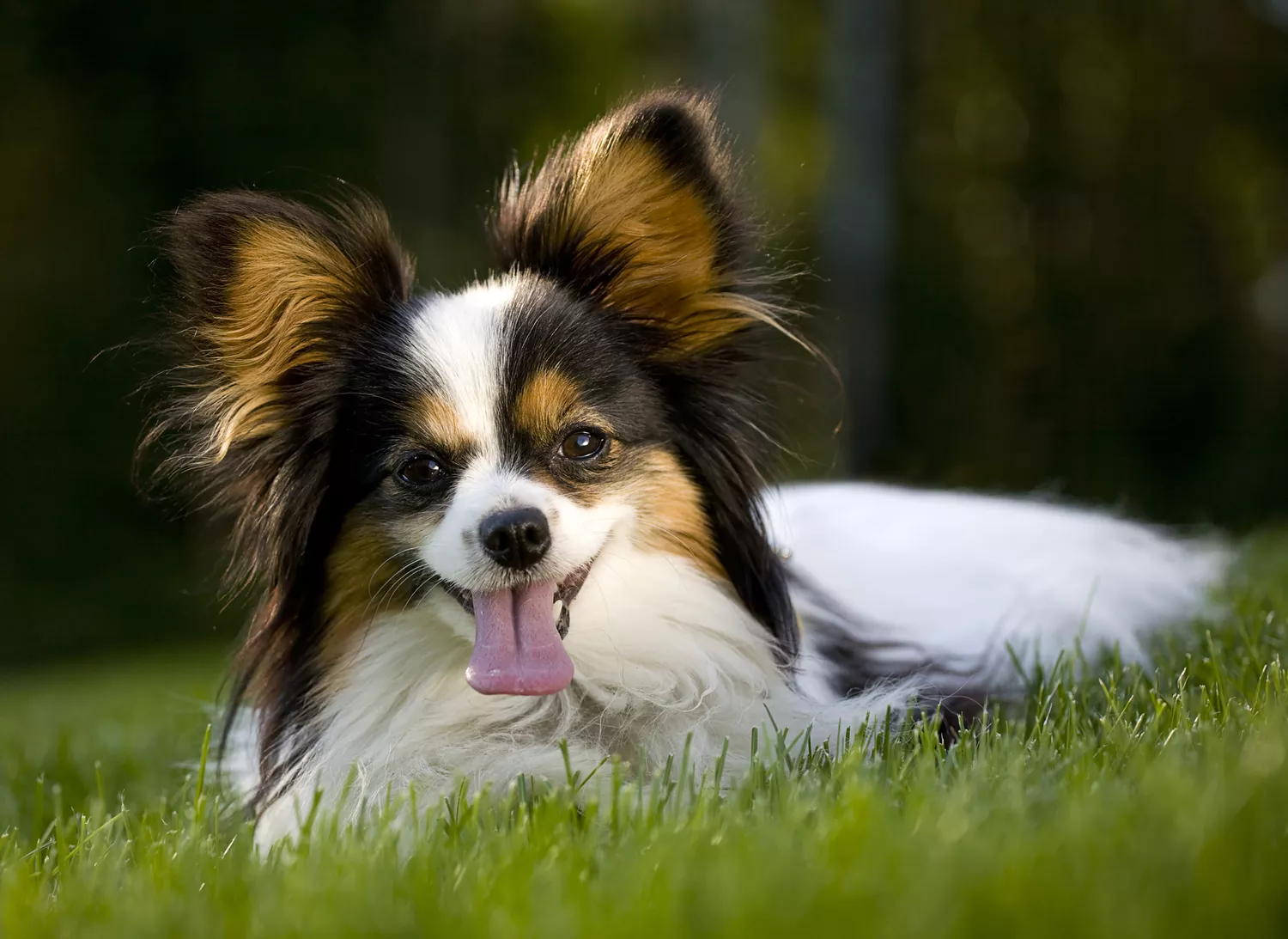 Perro Papillon sonriente acostado en el césped.