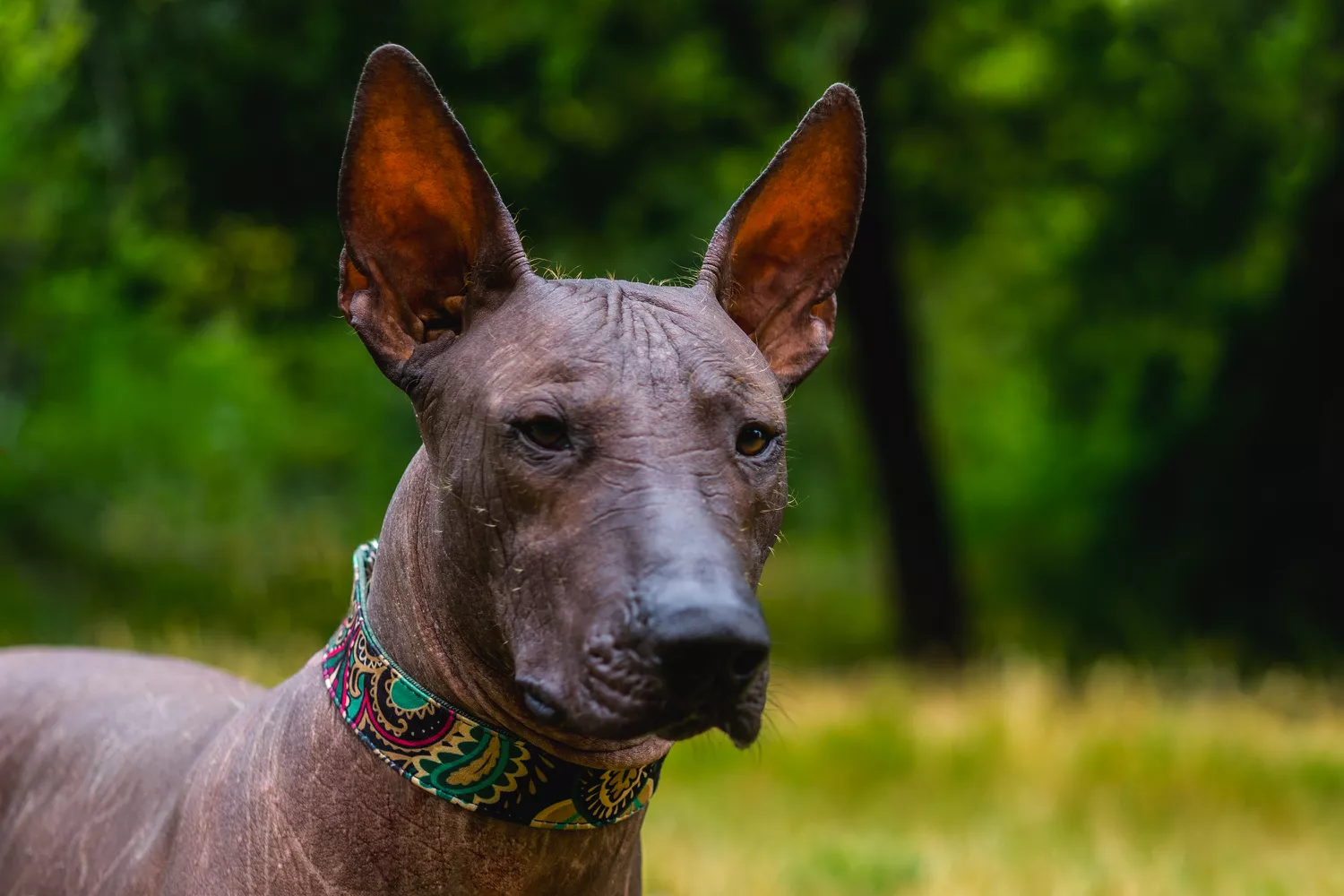 Perro Xoloitzcuintle sin pelo