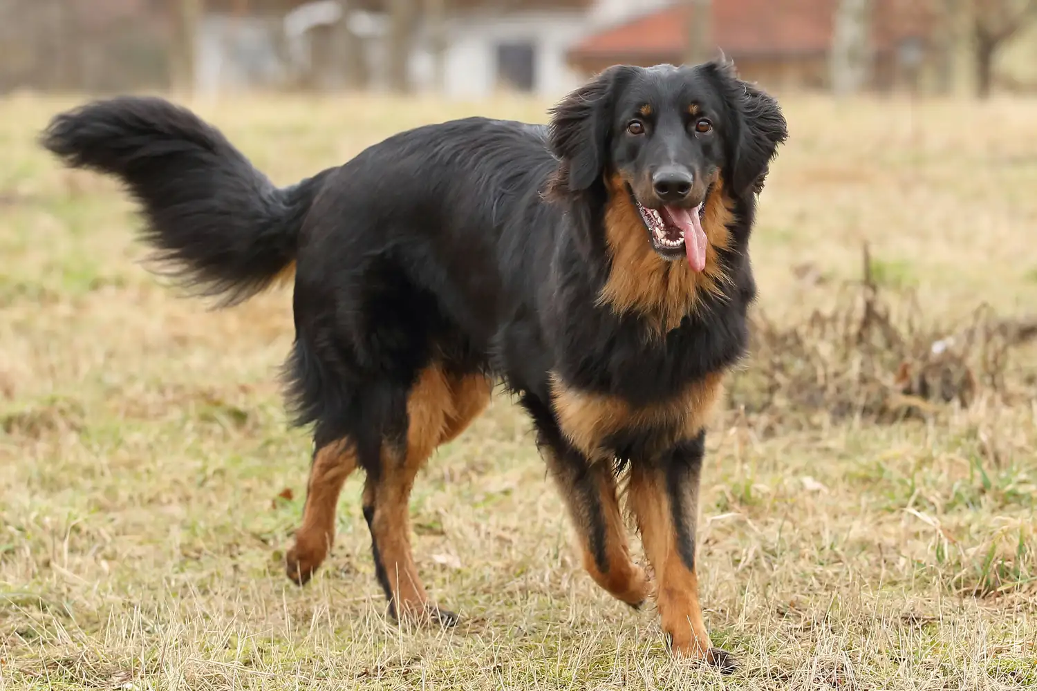 Perro Hovawart en un campo