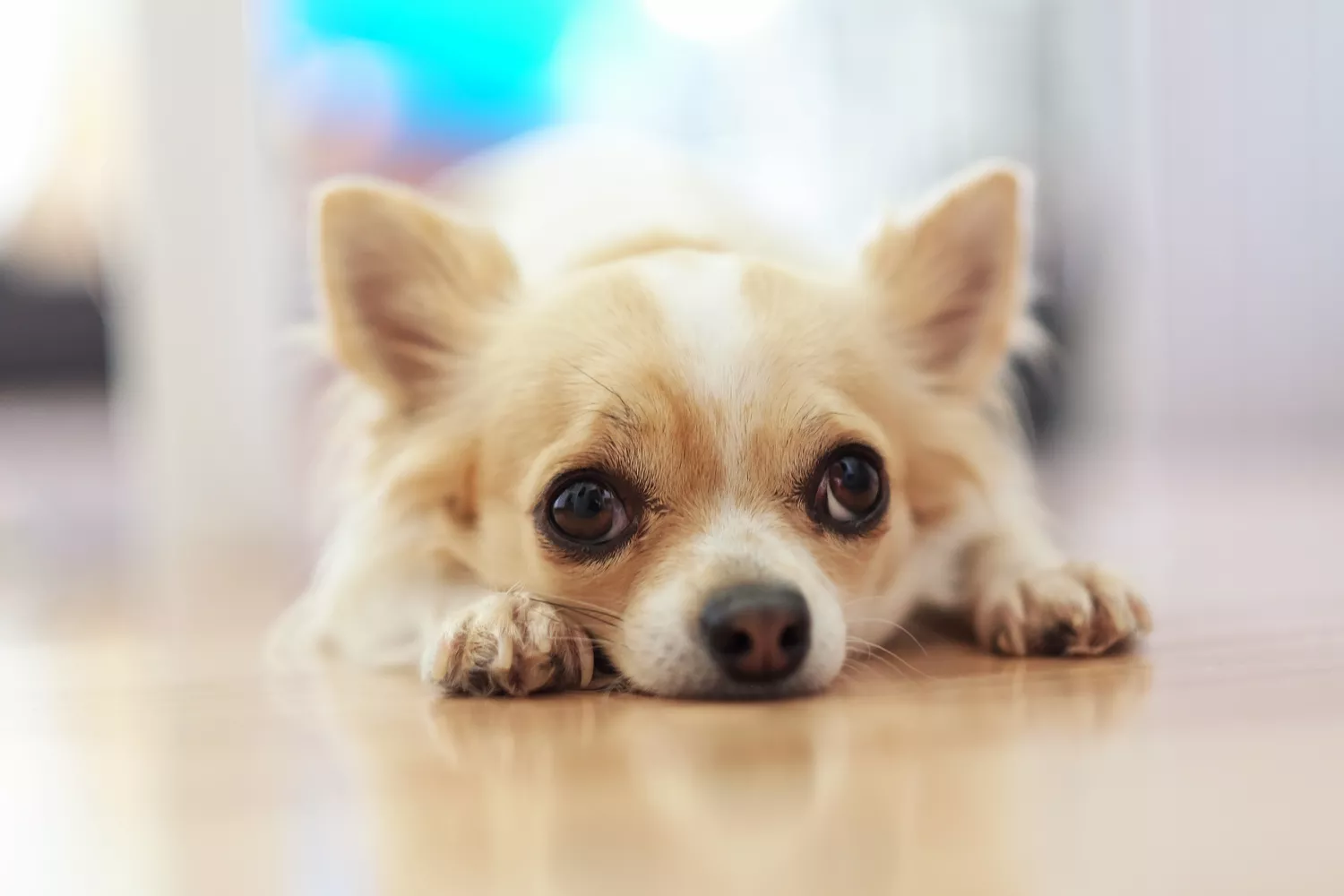 Chihuahua de pelo largo marrón claro y blanco acostado en el suelo.