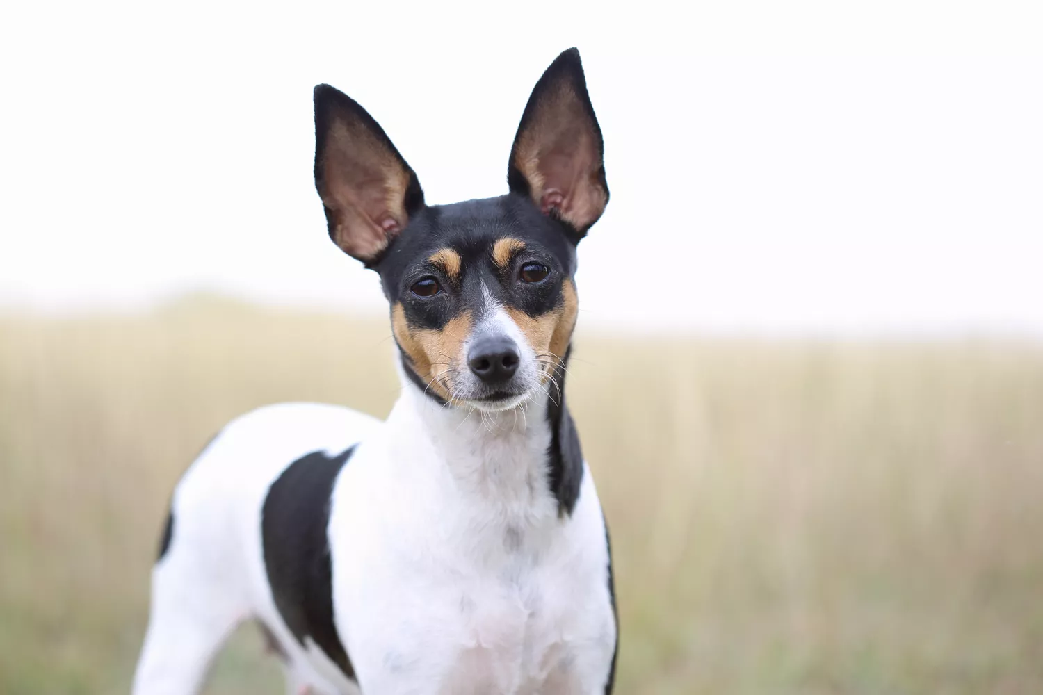 Fox Terrier de Juguete afuera frente a pasto alto.