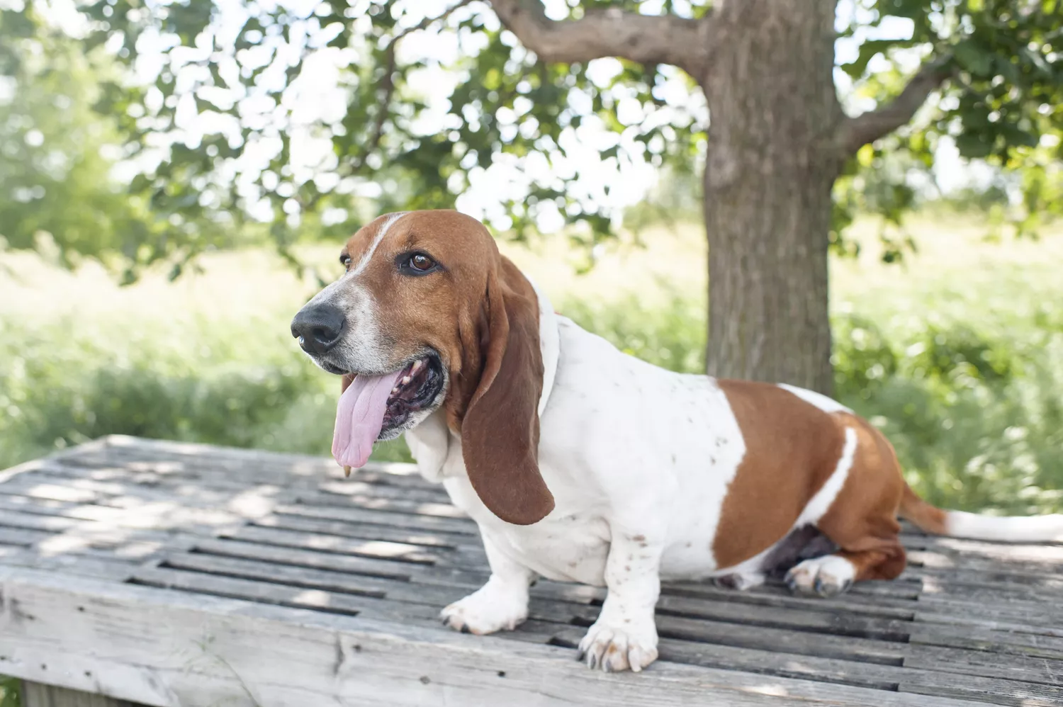 Basset Hound sentado sobre un banco en un parque con césped.