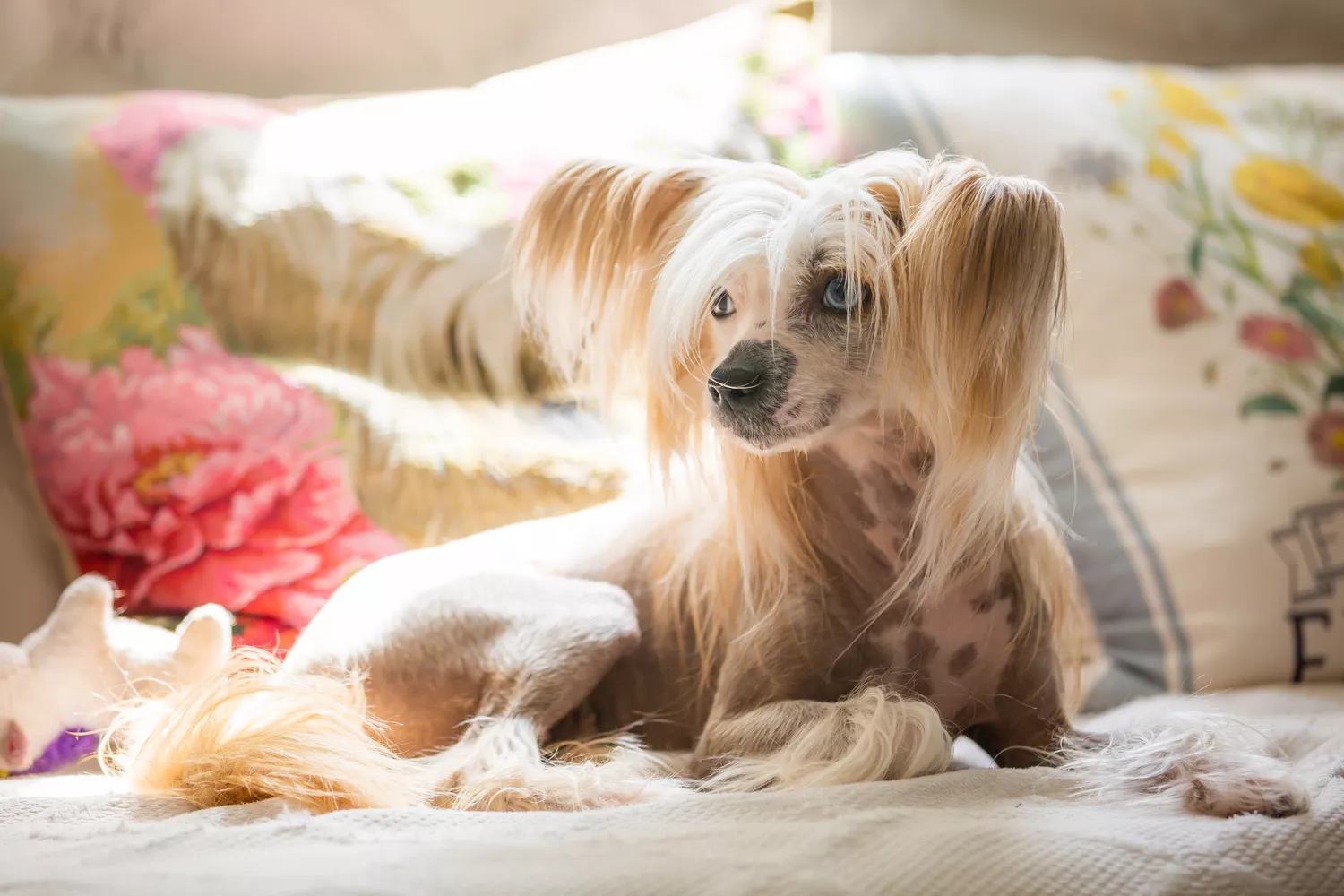 Perro Crestado Chino acostado frente a almohadas florales bajo el sol.